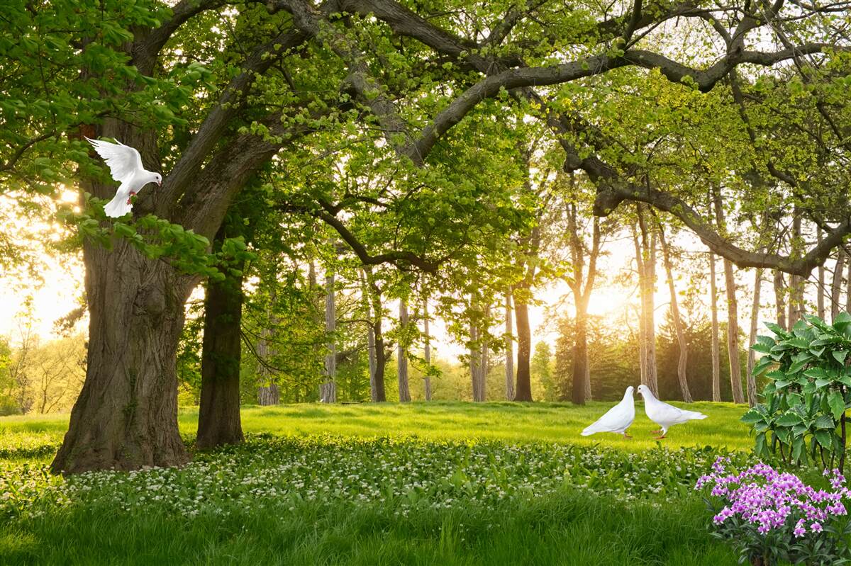 Papier peint les pigeons brillent de leur blancheur à l'aube dans une forêt verdoyante