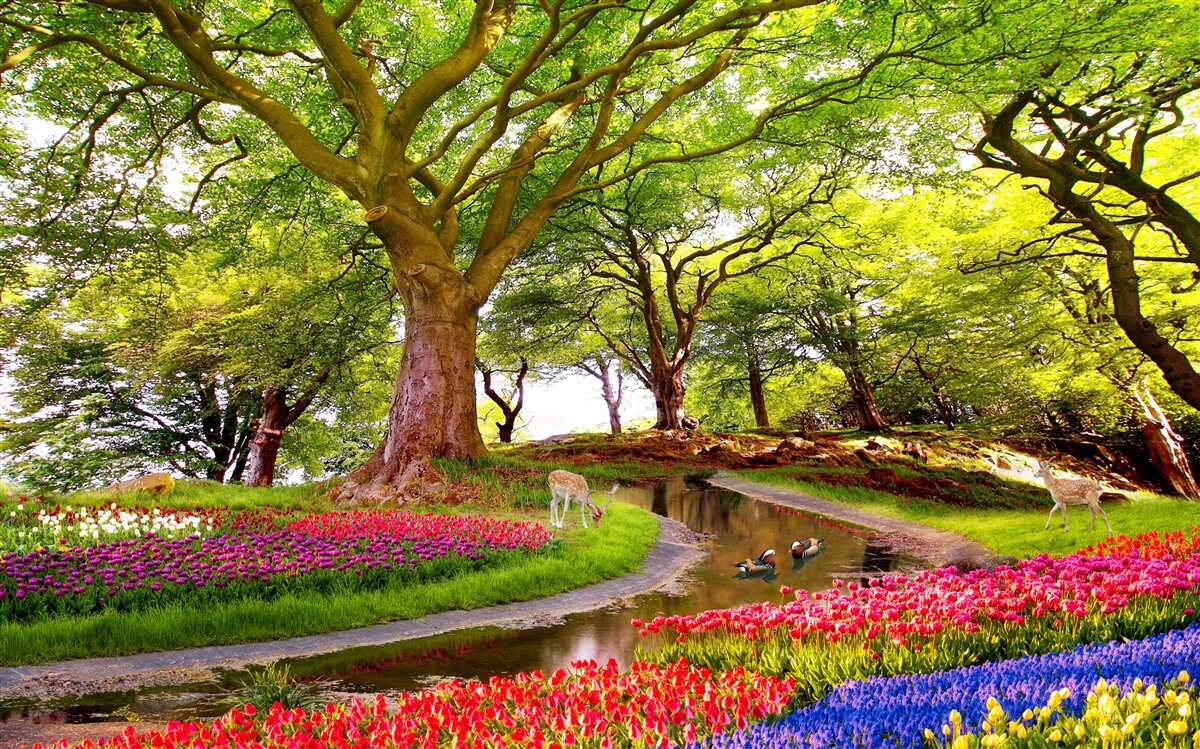 Papier peint variété des teintes estivales dans les profondeurs de la forêt