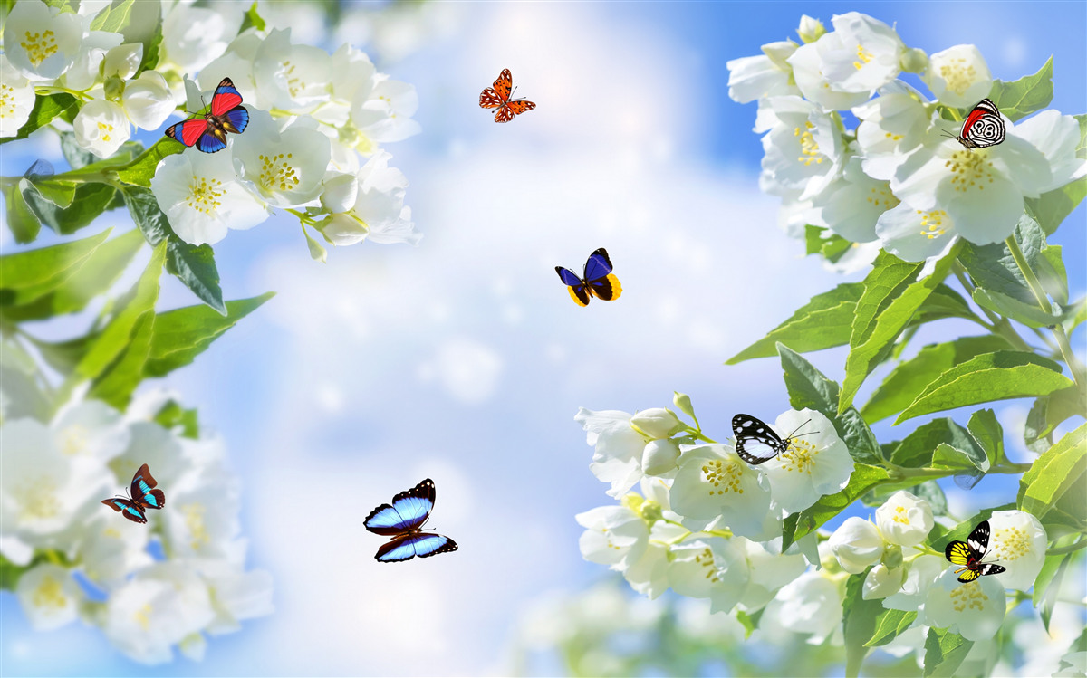 Papier peint papillons multicolores et fleurs blanches comme neige