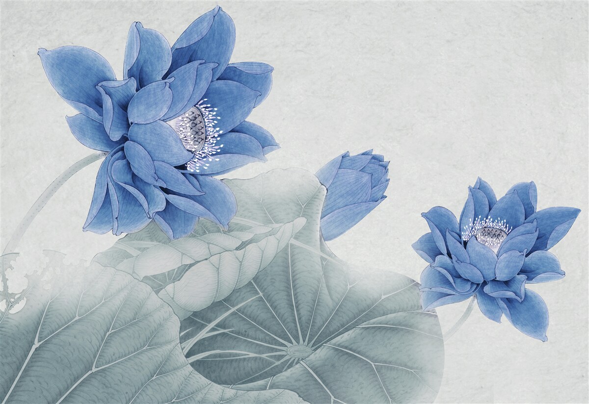 Papier peint des lotus bleus fleurissent sur un fond gris