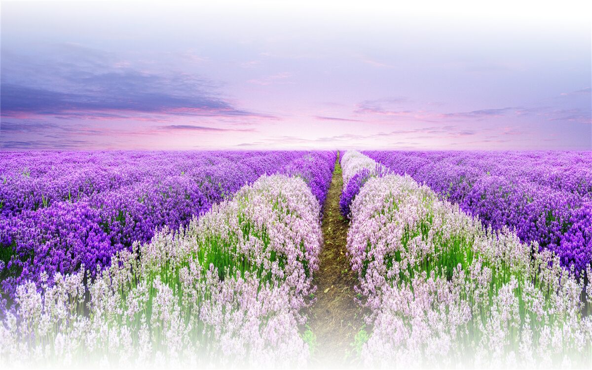 Papier peint champ de lavande odorante dans les prairies