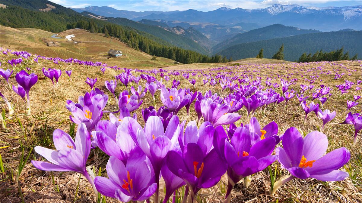 Papier peint les crocus de montagne sont violets