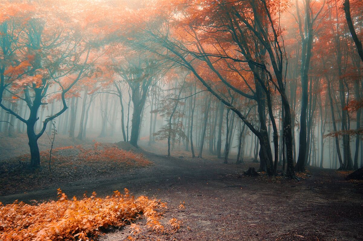 Papier peint Un sentier dans une forêt d'automne enveloppée de brume