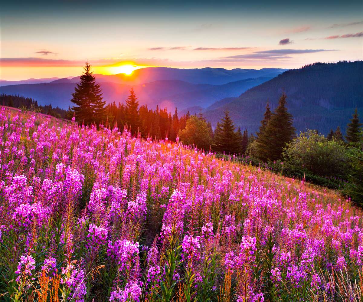 Papier peint un monastère au-dessus d'une prairie de montagne en fleurs
