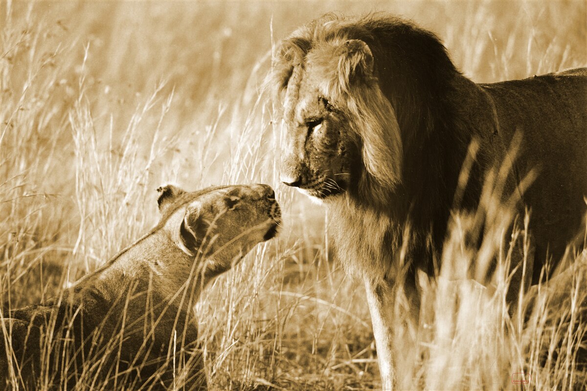 Papier peint le lion et la lionne apprennent à se connaître