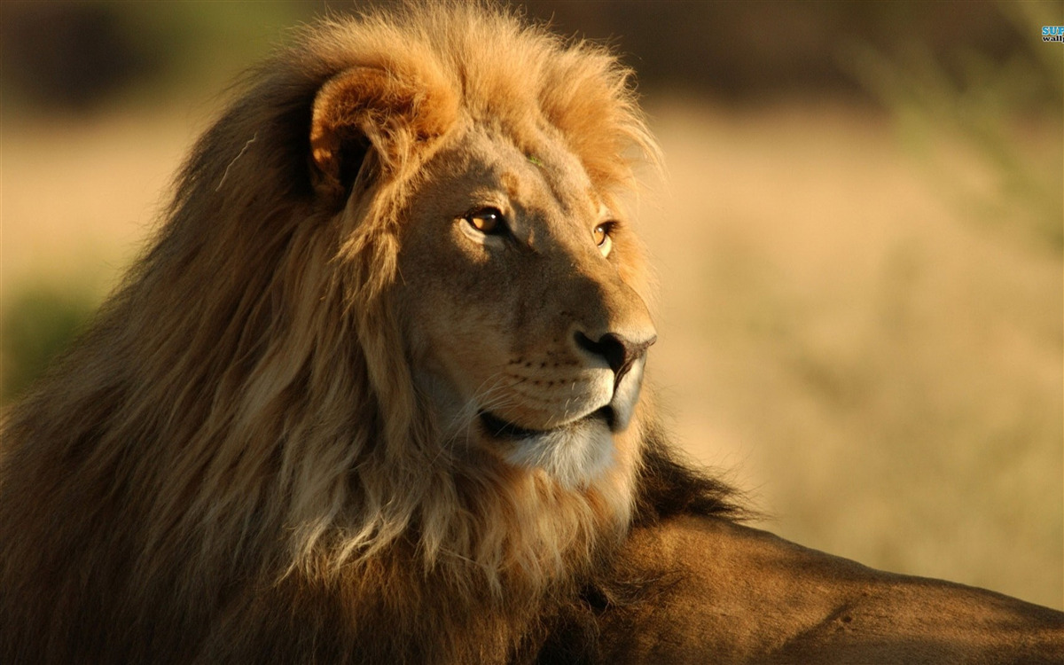 Papier peint monarque de savane en vacances