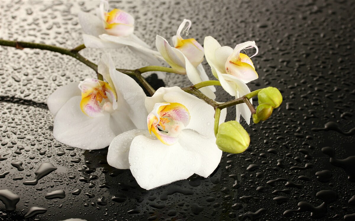 Papier peint Orchidée blanche comme neige après une forte pluie