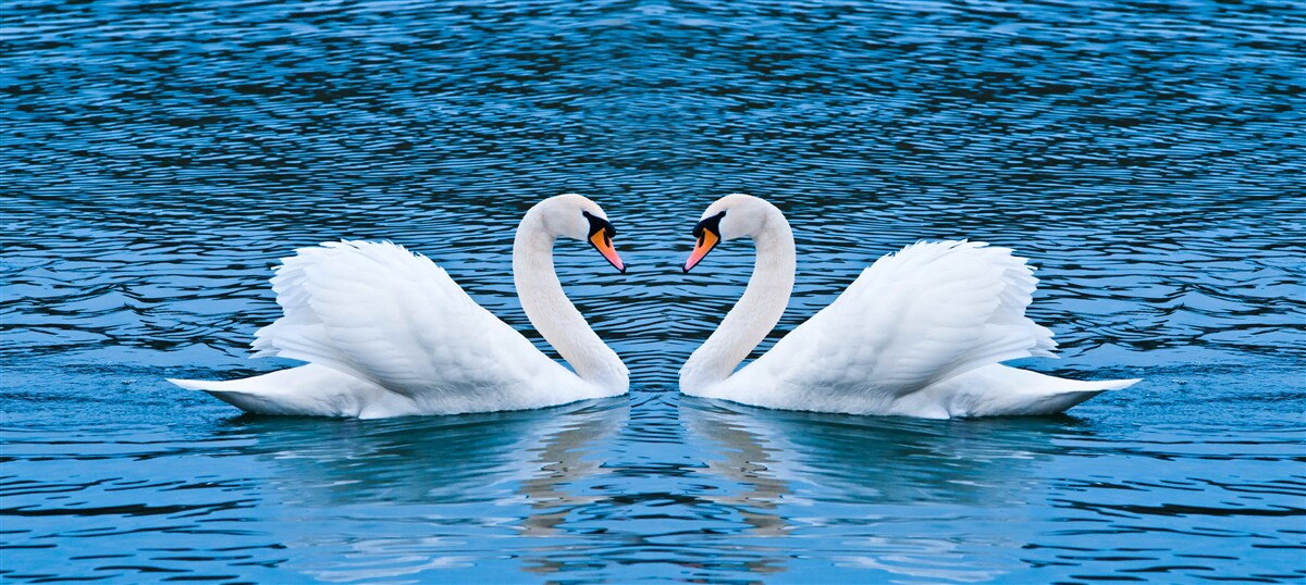 Papier peint un couple de cygnes à la surface de l'eau crée une image familiale idyllique