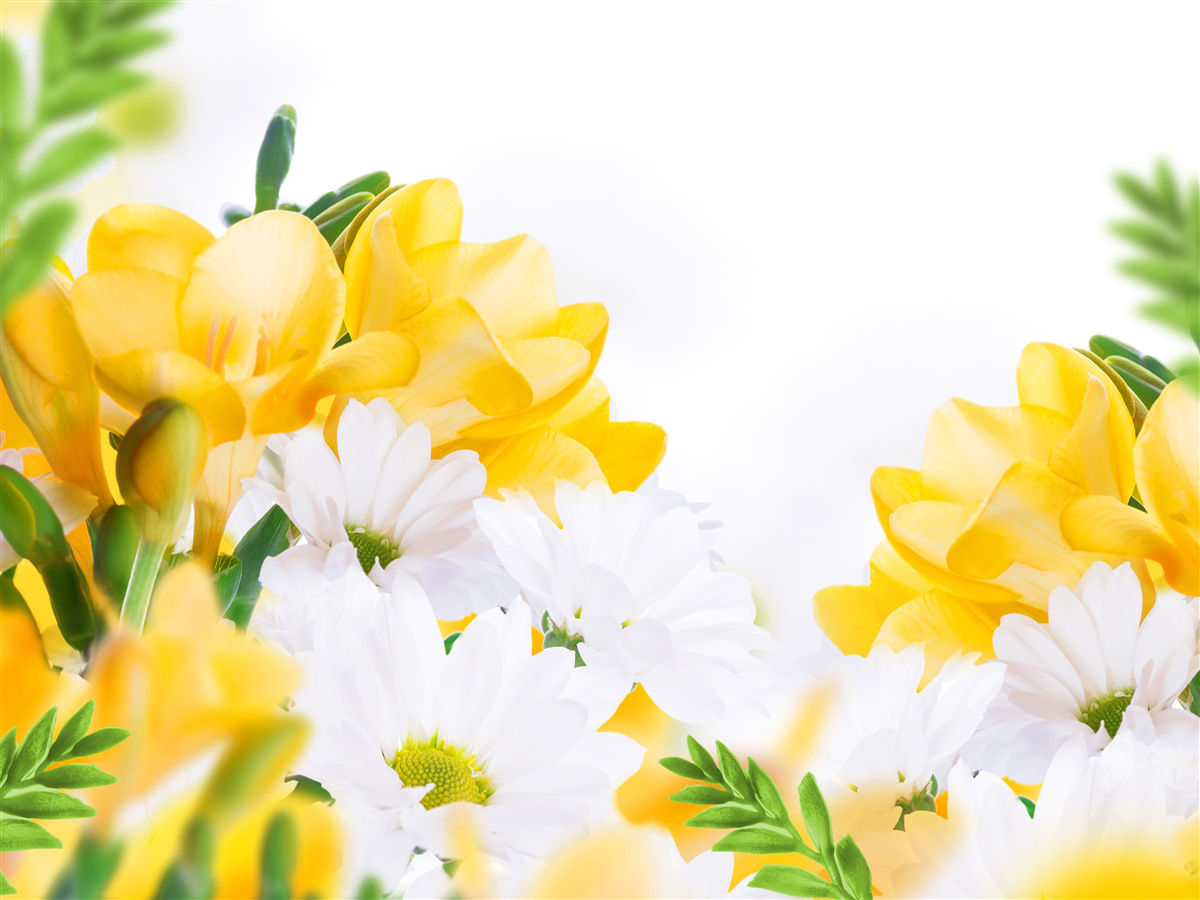 Papier peint marguerites blanches et freesia jaune