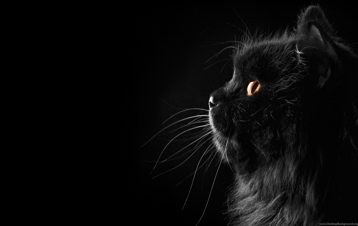 Papier peint chat noir aux yeux d'or