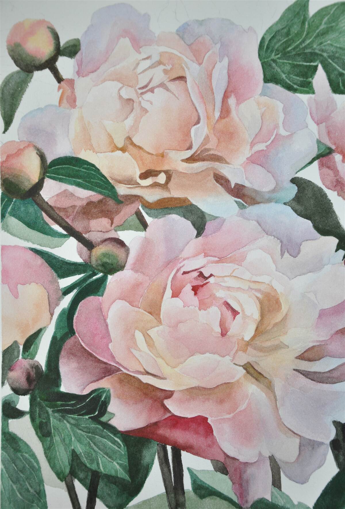 Papier peint pivoines peintes à l'aquarelle