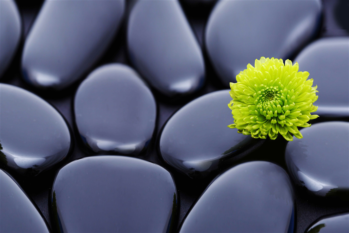 Papier peint une fleur verte pousse sur une barrière rocheuse