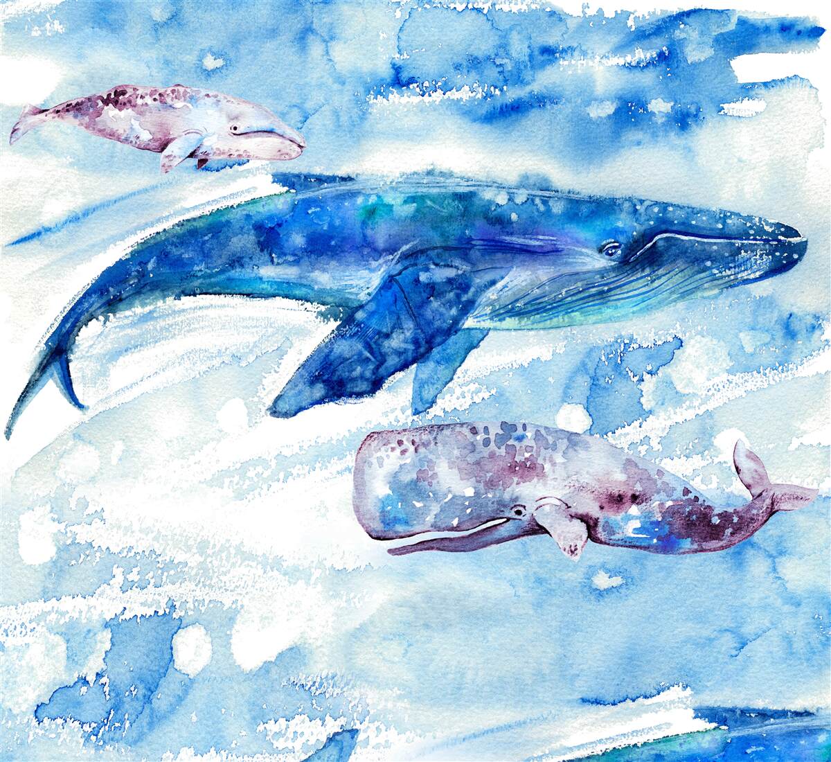 Papier peint la consommation d'eau de la baleine bleue
