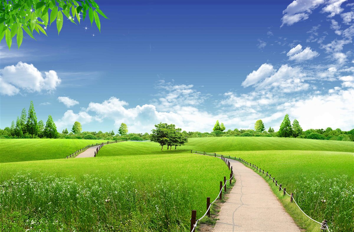 Papier peint Chemin entre les espaces verts