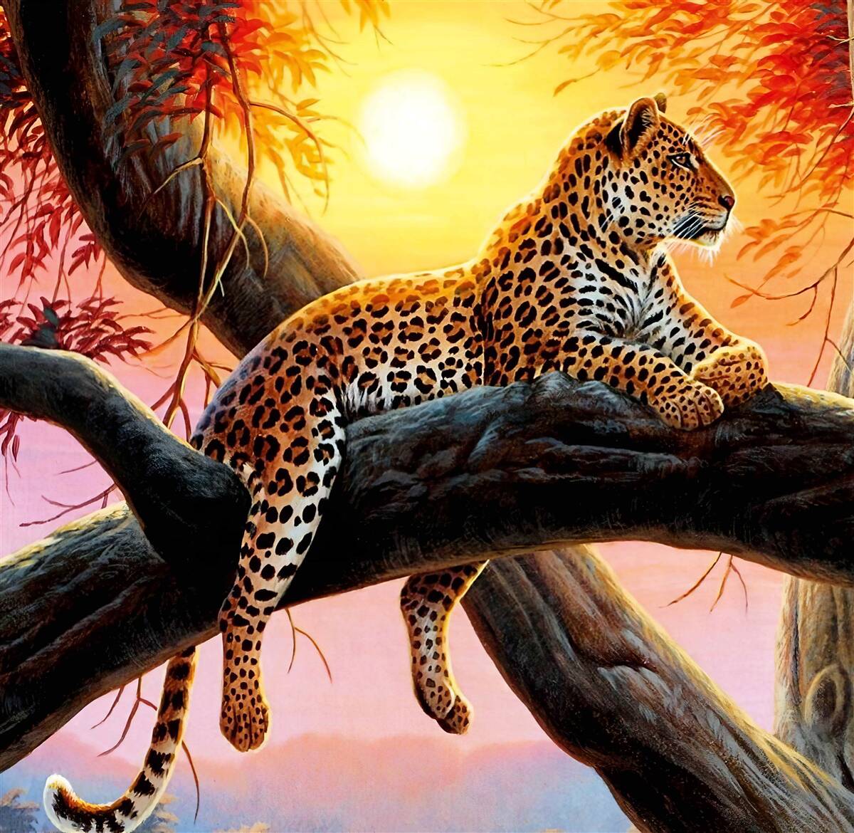 Papier peint léopard se détend à l'aube