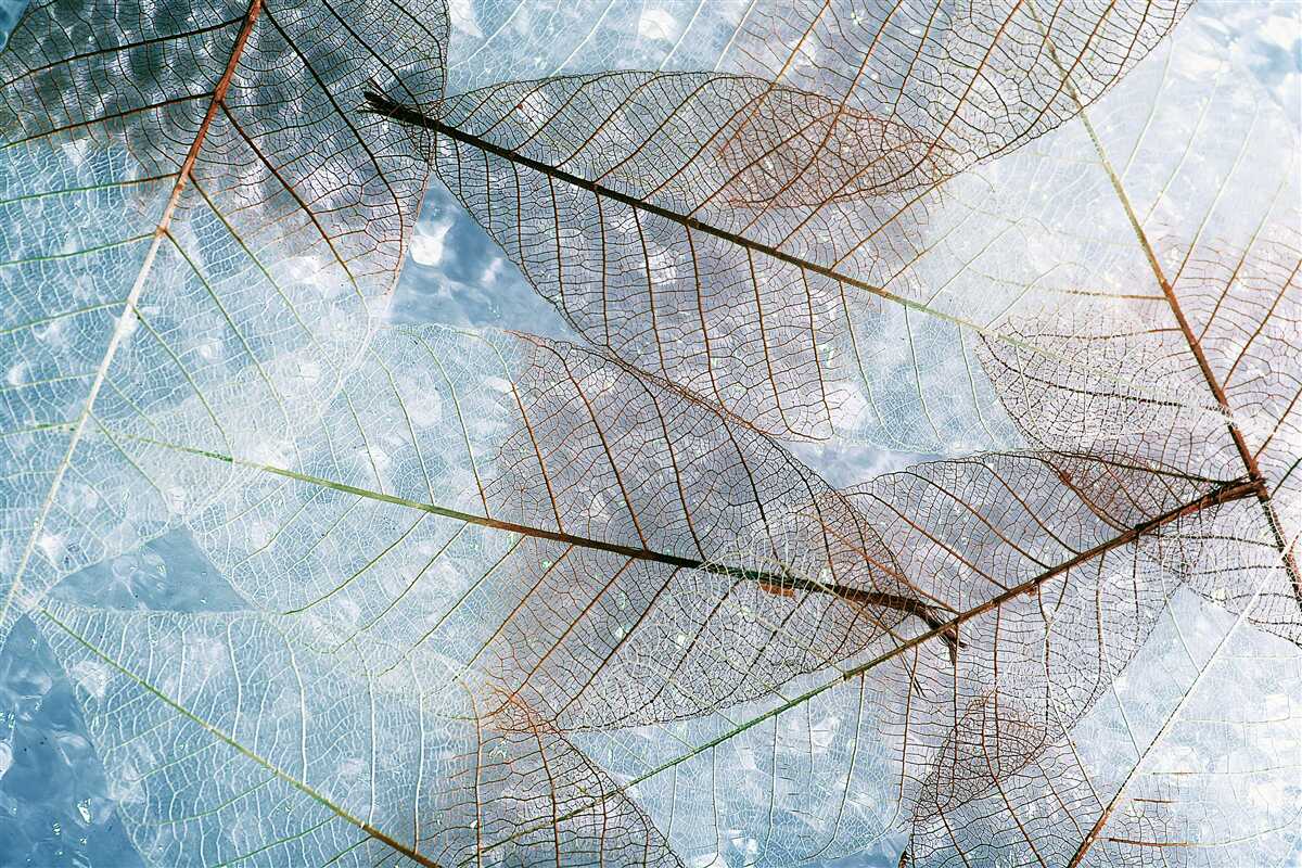 Papier peint feuilles transparentes contre le ciel