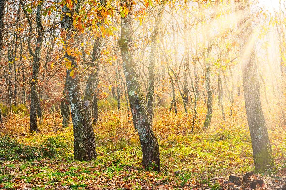 Papier peint Aube dans le maquis d'automne