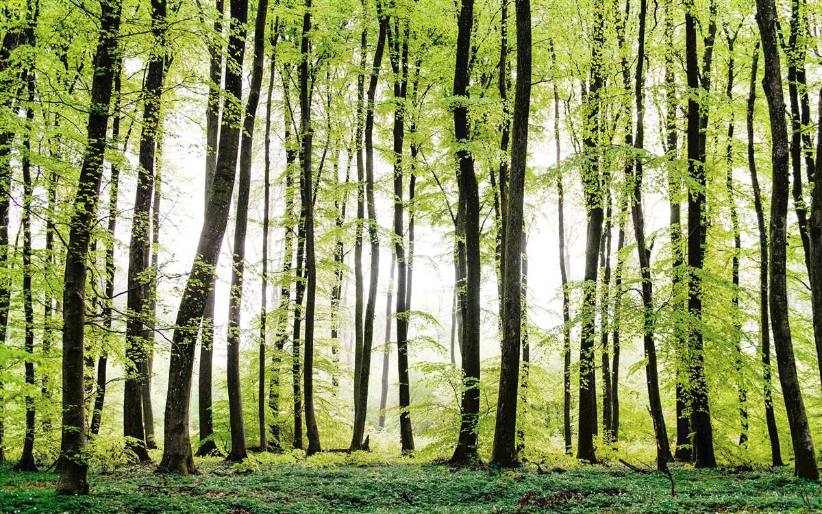 Papier peint les arbres du matin s'élèvent comme des colonnes élancées