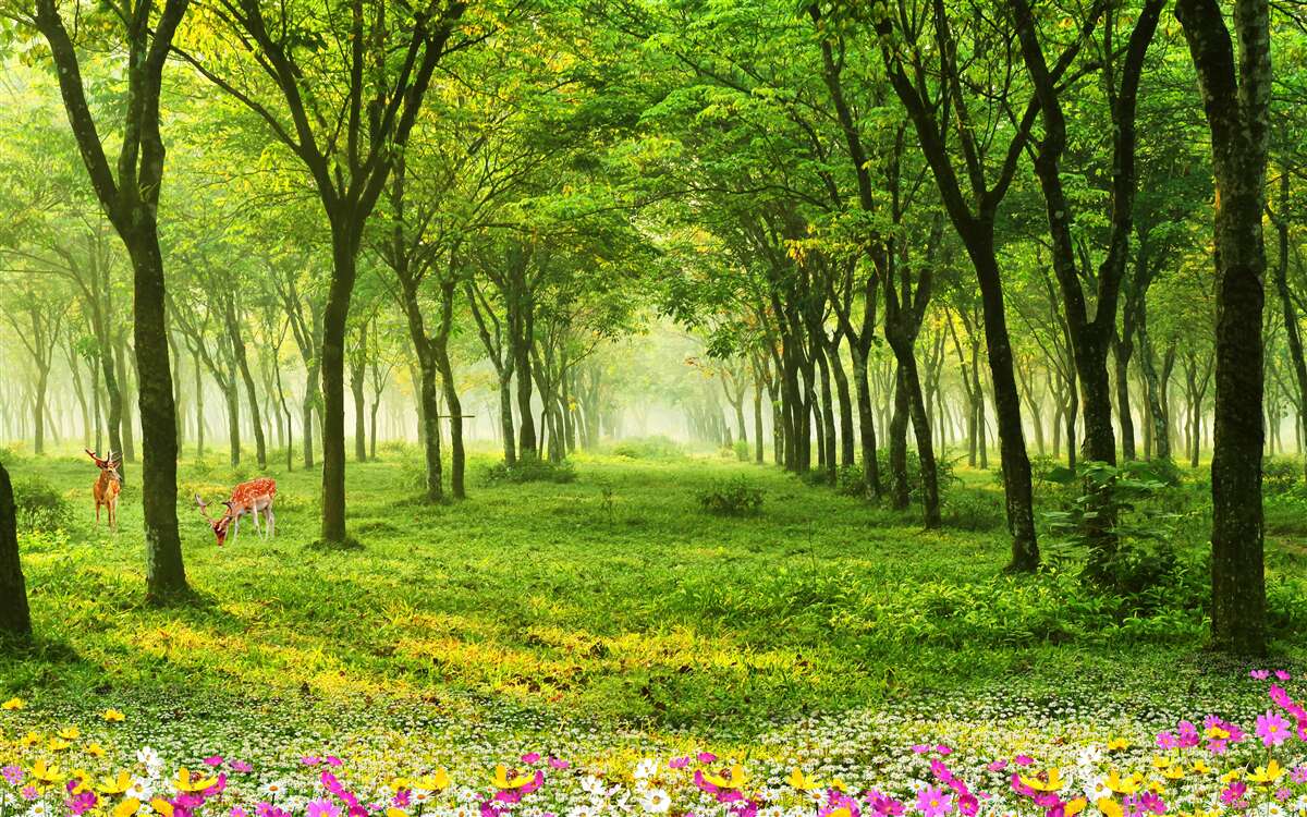Papier peint Vue magnifique d'une forêt avec des cerfs sur un fond vert