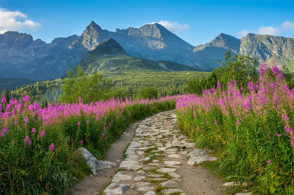 Papier peint Chemin au milieu d'un champ fleuri dans une région montagneuse