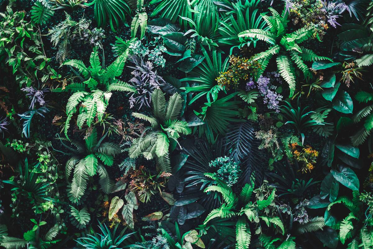 Papier peint la flore et la faune des forêts tropicales