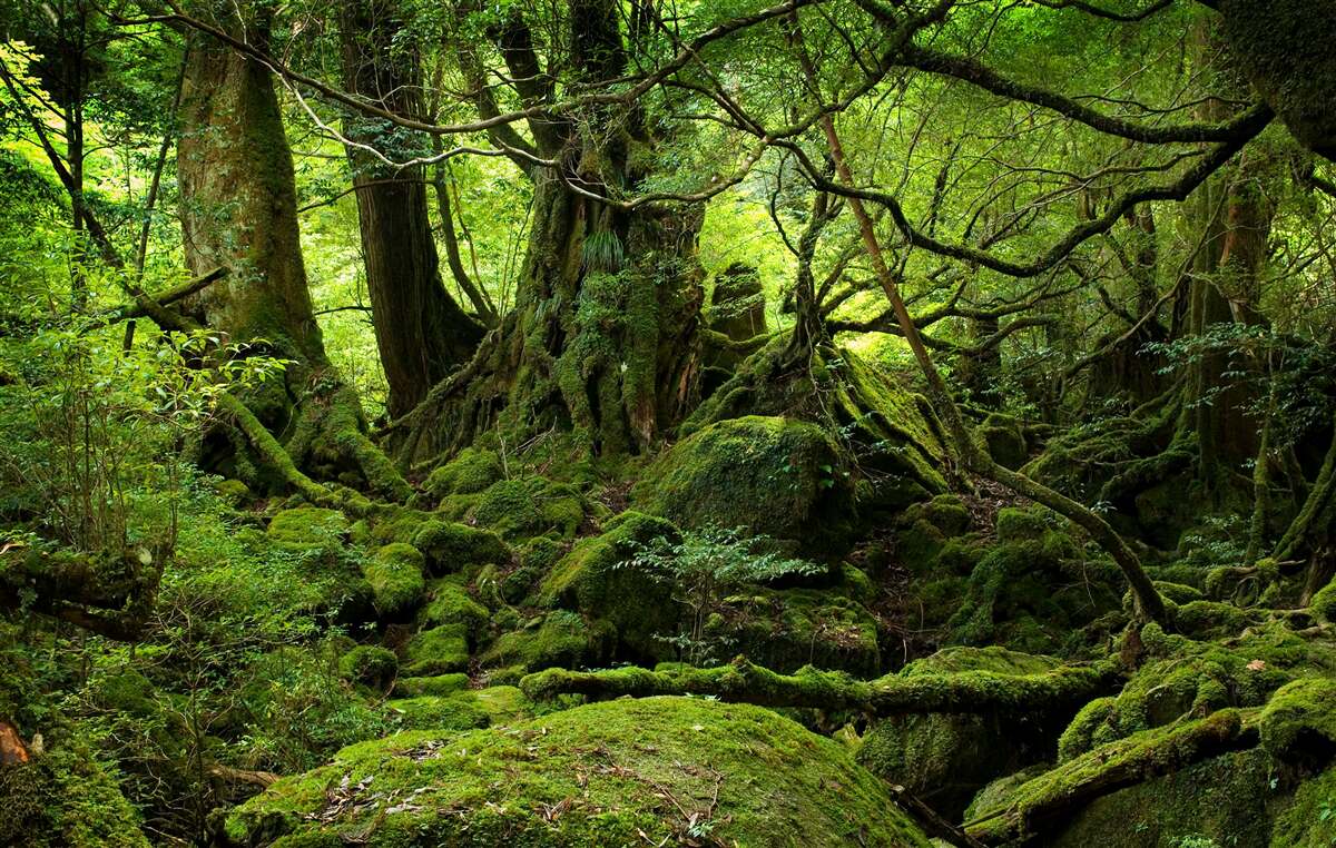 Papier peint forêt dense et verte