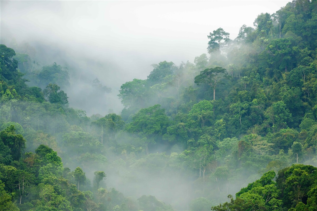 Papier peint brouillard dans les montagnes tropicales