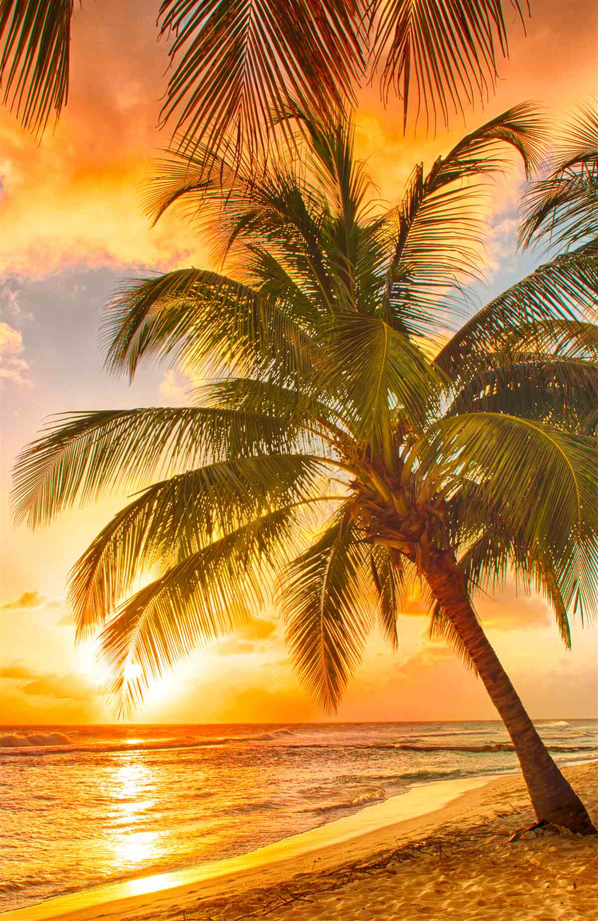 Papier peint le coucher de soleil illumine un palmier sur la plage