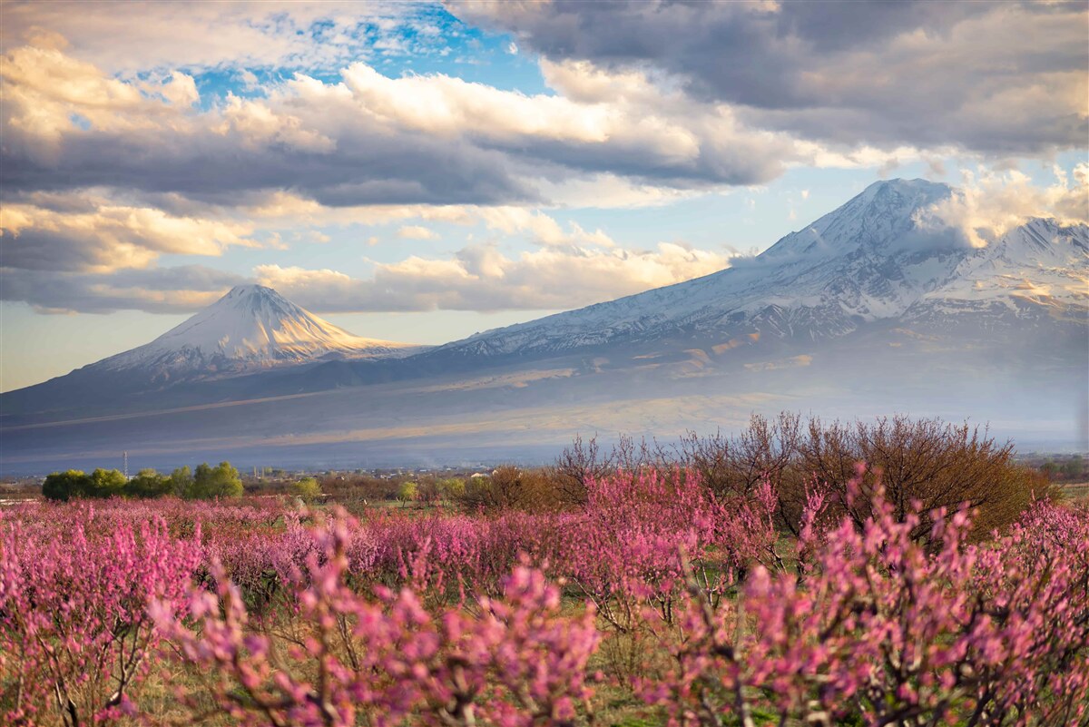 Papier peint Au pied des montagnes, les cerisiers sont fièrement en fleurs