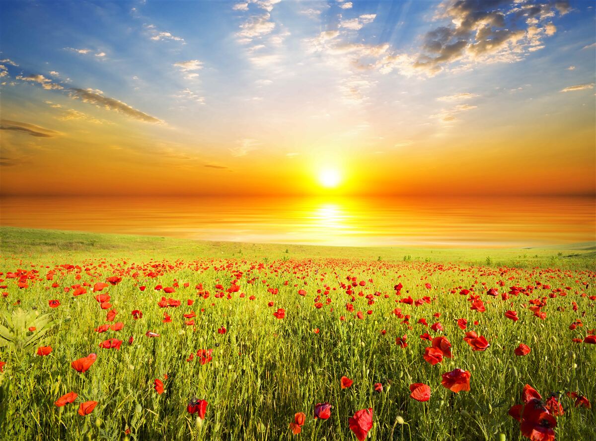 Papier peint le coucher de soleil de cet été sur une prairie parsemée de coquelicots est plein de couleurs