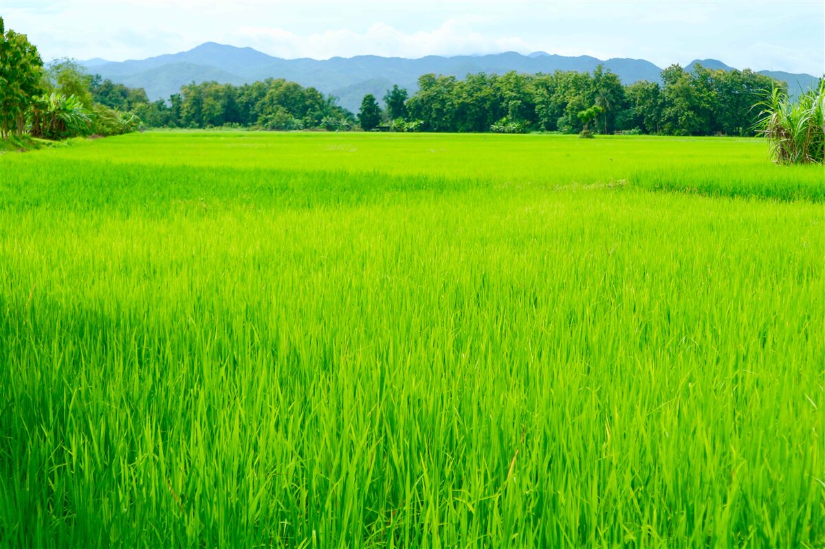 Papier peint Prairie verte dans les montagnes