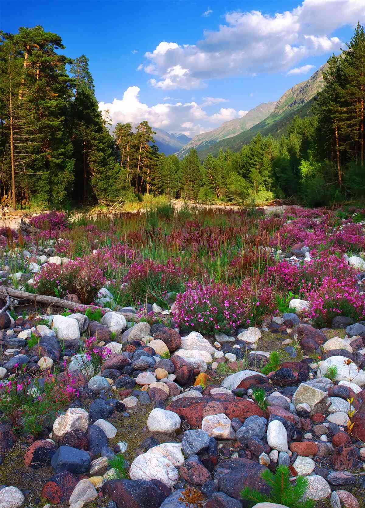 Papier peint blocs multicolores et pin vert