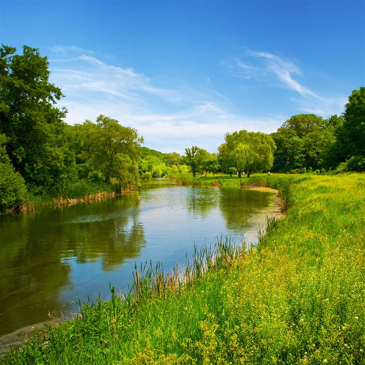 Papier peint une prairie verte traversée par une eau calme
