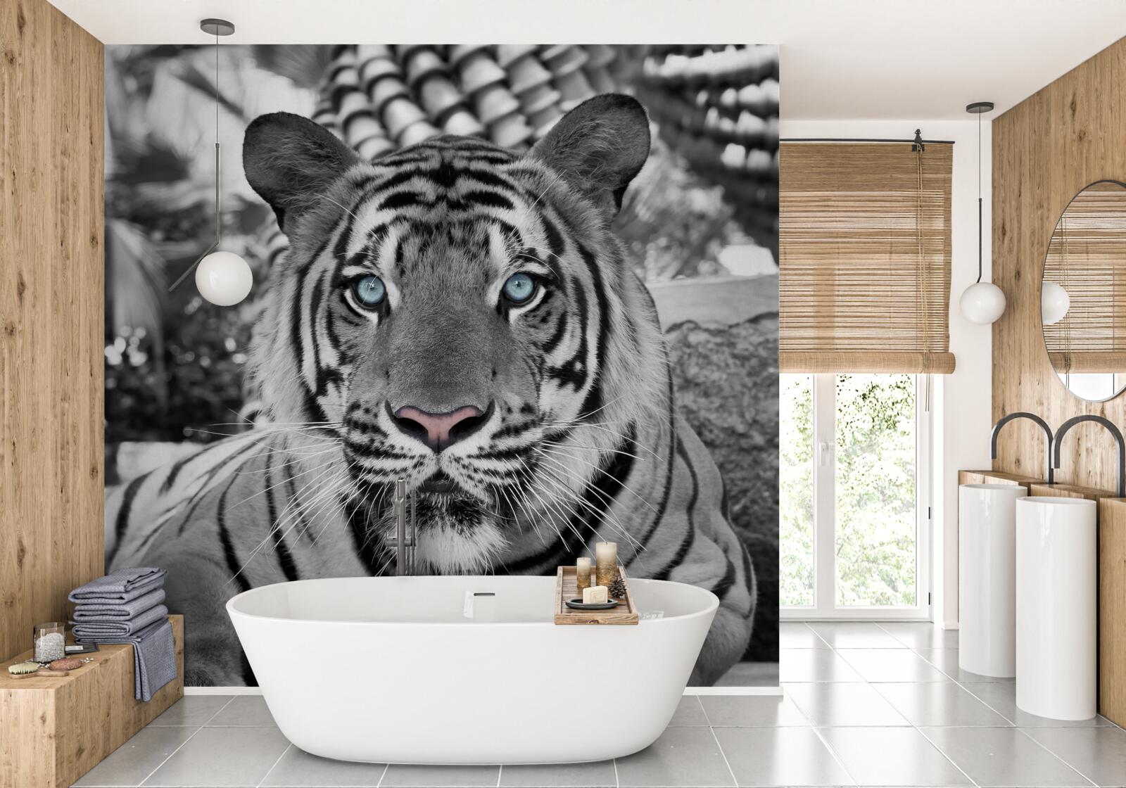 Papier peint tigre noir et blanc aux beaux yeux bleus