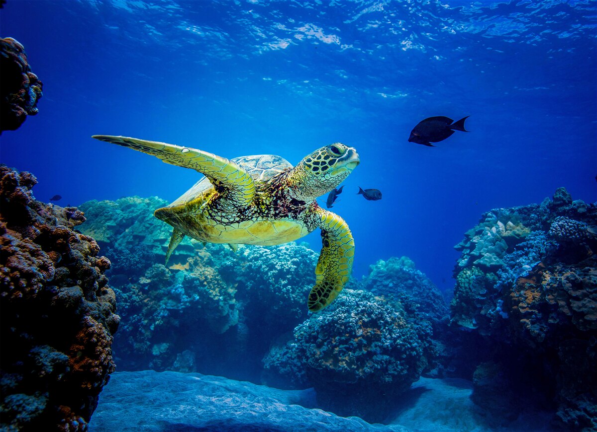 Papier peint Tortue dans les profondeurs bleues de la mer