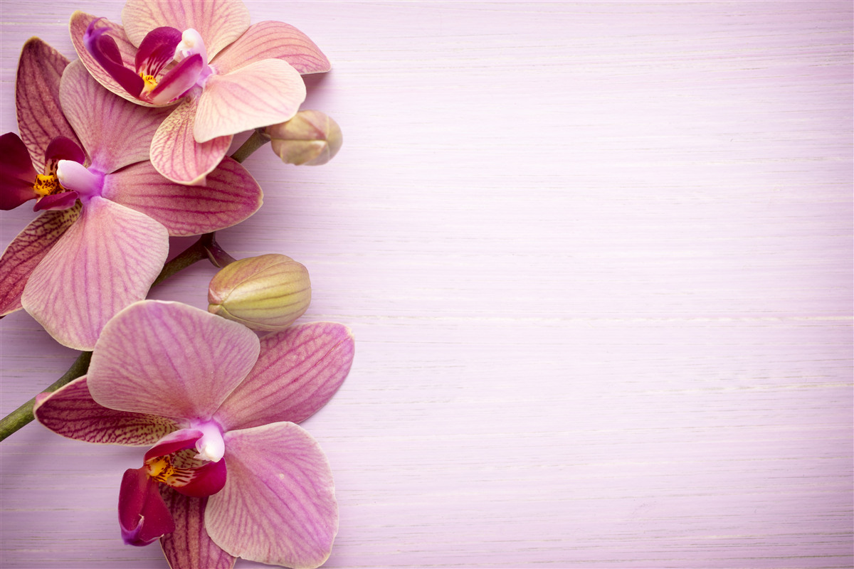 Papier peint Les orchidées sont d'une beauté rose étonnante