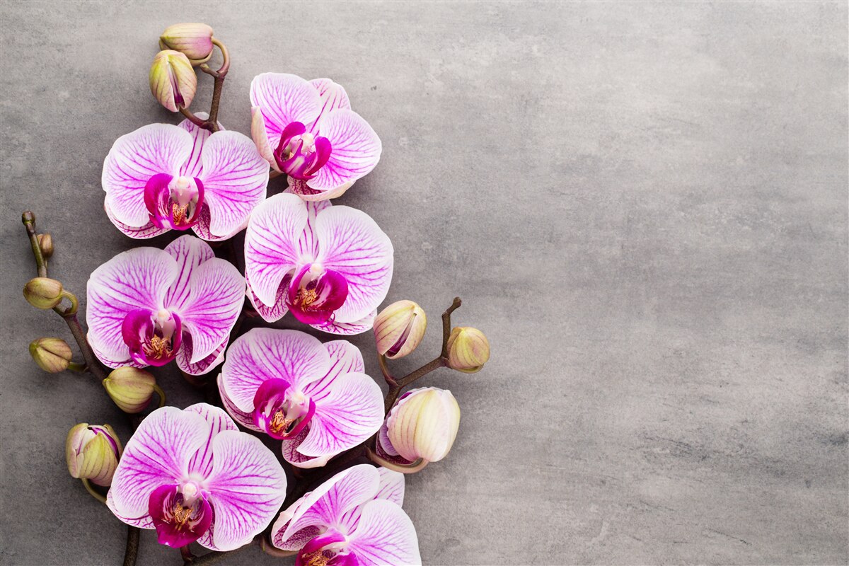 Papier peint orchidée lilas et blanche