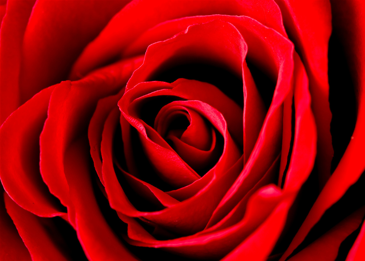 Papier peint magnifique rose écarlate