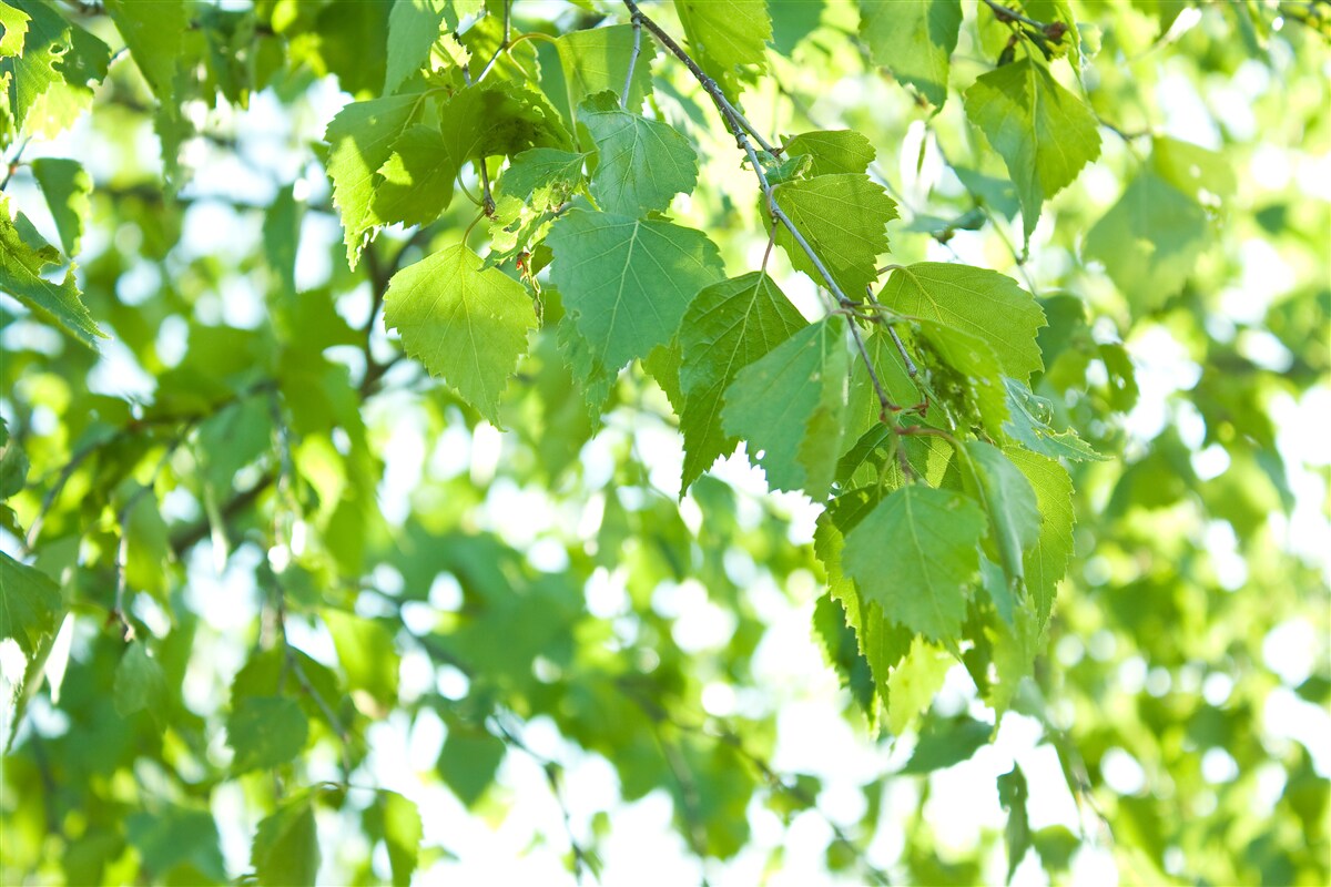 Papier peint feuilles de bouleau sur fond de ciel bleu
