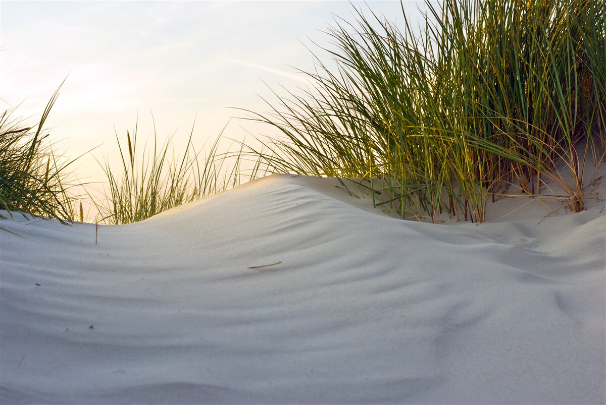 Papier peint plage de sable entourée de verdure au lever du soleil