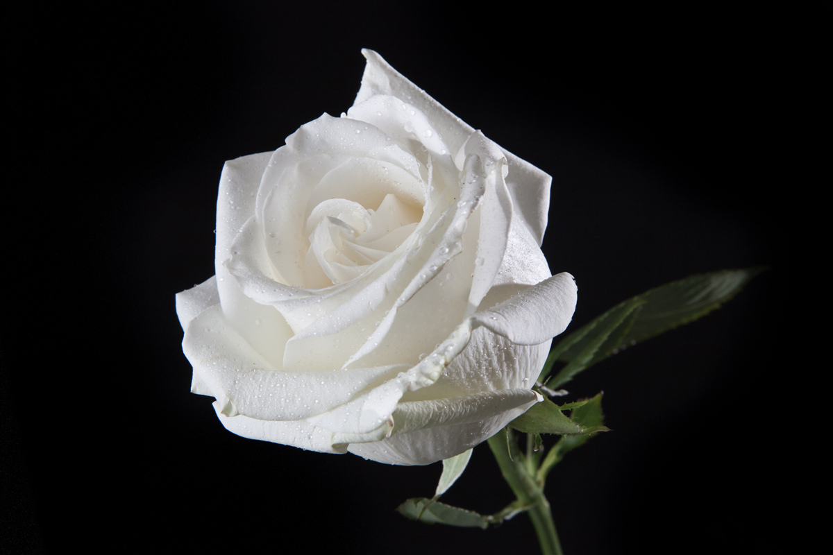 Papier peint le fond noir fait ressortir le blanc de la rose