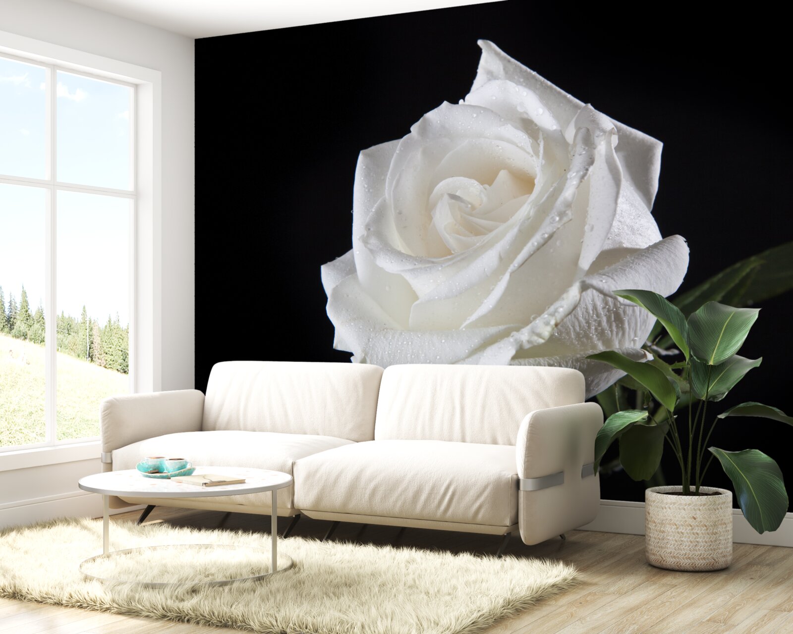 Papier peint le fond noir fait ressortir le blanc de la rose