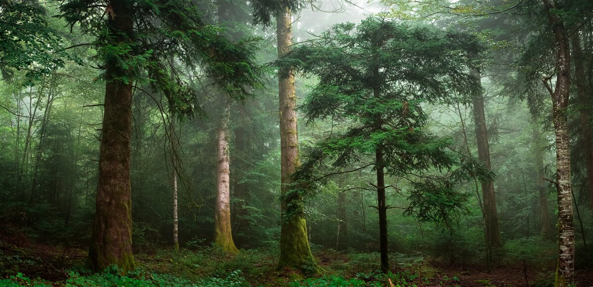 Papier peint la vieille forêt de conifères est enveloppée d'un épais brouillard