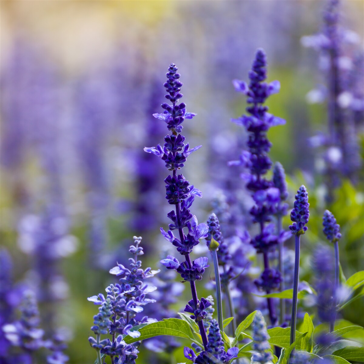 Papier peint macrophotographie de lavande violette