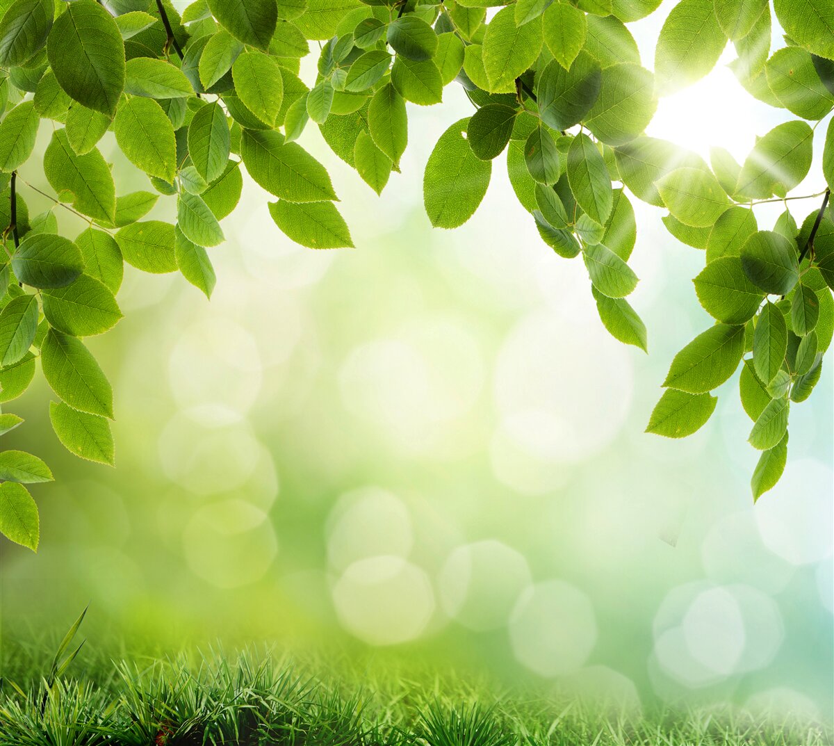 Papier peint le soleil dans son éclat et les feuilles ornées de gouttes vertes