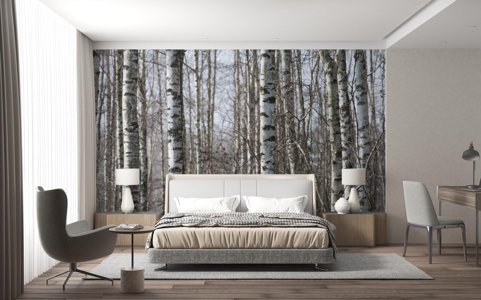 Papier peint les bouleaux gracieux tombés au sol