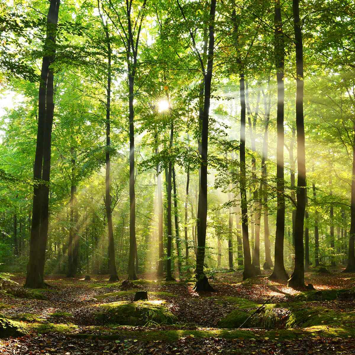 Papier peint les rayons du soleil percent la forêt verte et bien ordonnée