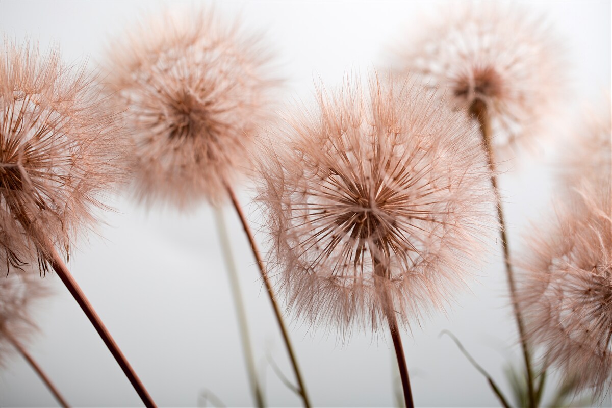 Papier peint des œufs légers et moelleux