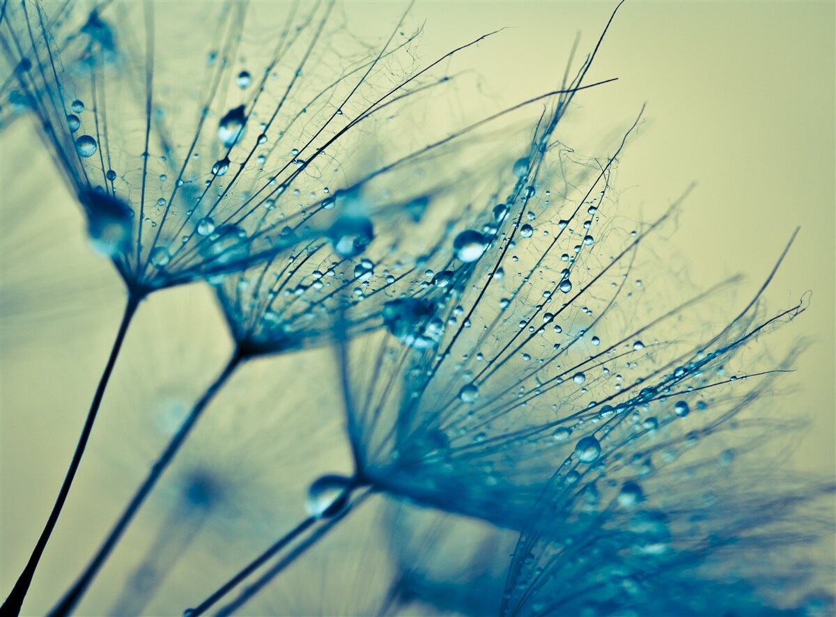 Papier peint pissenlit décoré de gouttes d'eau