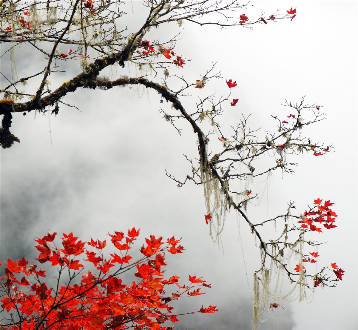 Papier peint branche avec des feuilles dans la brume d'automne